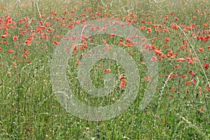 Red poppies in a wheat field