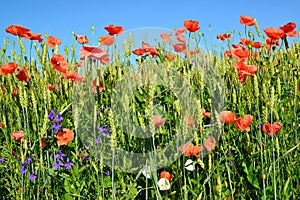 Red poppies in a wheat field against the blue sky photo
