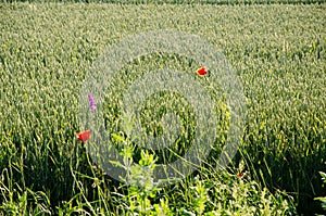 Red poppies among a wheat field