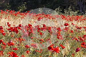 Red  poppies in a wheat field in Provence.