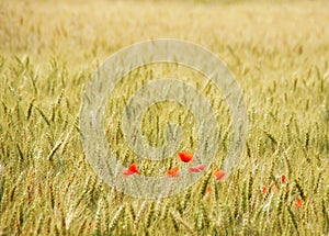 Red poppies in a wheat field