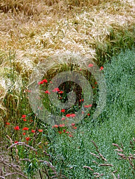 Red poppies between wheat fields