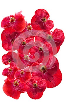 Red Poppies on a white background.