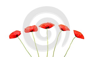 red poppies on white background