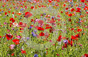 Red poppies and wild flowers