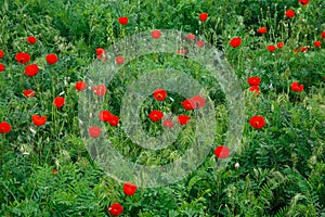Red poppies. Wild flowers on a background of green grass. Summer natural background