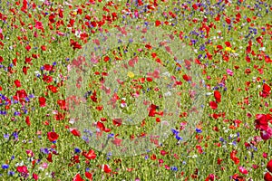 Red poppies and wild flowers