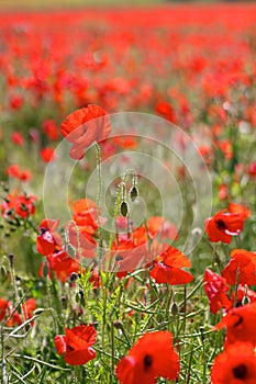 Red Poppies in Wild Poppy Fields