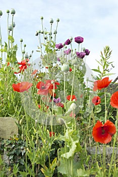 Red poppies in a wildflower verge