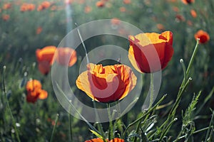 Red poppies and wildflowers in the hills during the spring. flower on mountain slope. Floral background