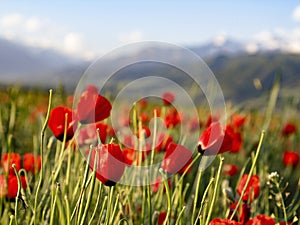 Red poppies and wildflowers in the hills during the spring. flower on mountain slope. Floral background