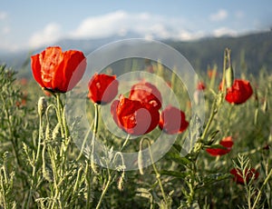 Red poppies and wildflowers in the hills during the spring. flower on mountain slope. Floral background