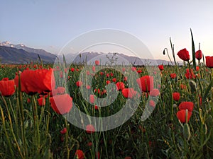 Red poppies and wildflowers in the hills during the spring. flower on mountain slope. Floral background