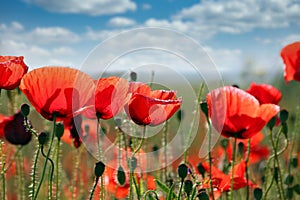 red poppies wildflowers spring season