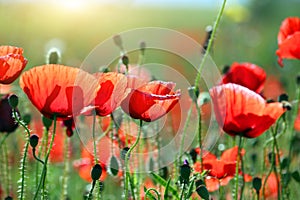 red poppies wildflowers in springtime