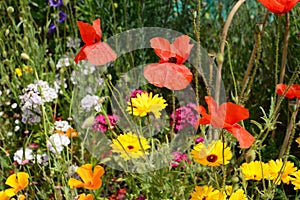 Red poppies, yellow calendula, and Sweet William flowers