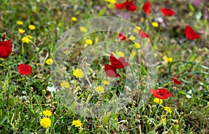 Red poppies, yellow dandelions at field background, texture