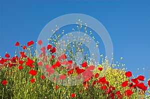 Red poppies and yellow flowers photo