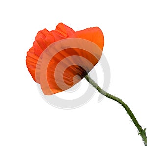 Red poppy