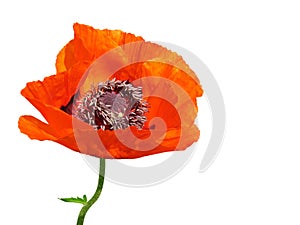 Red poppy