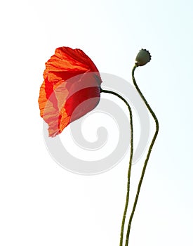 Red poppy