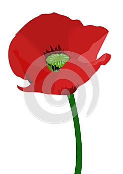 Red poppy