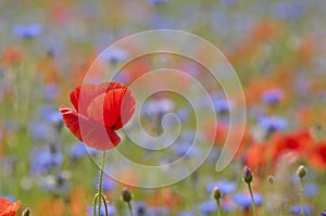 Red poppy