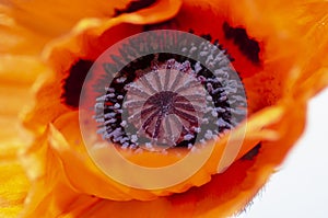 Red Poppy 3