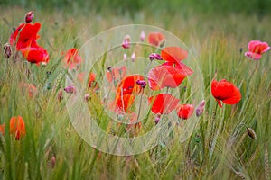 Red poppy