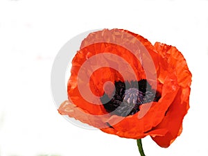 Red poppy