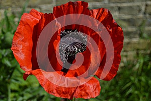 Red poppy