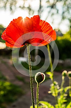 Red poppy.