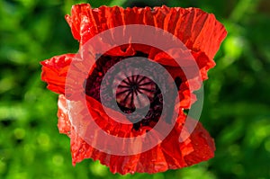 Red poppy.