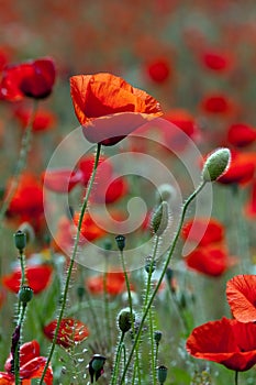 Red poppy