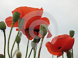 Red poppy