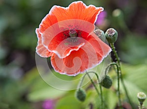 Red poppy abstract flower