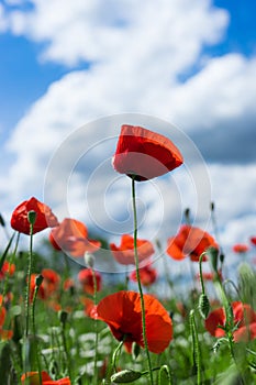 Red poppy against blue sky