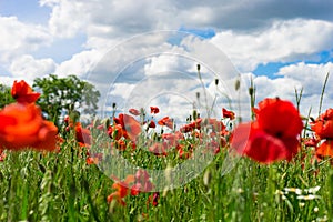 Red poppy against blue sky