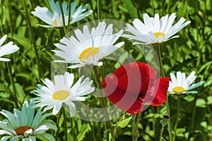 Red poppy amongst white daisy, photo