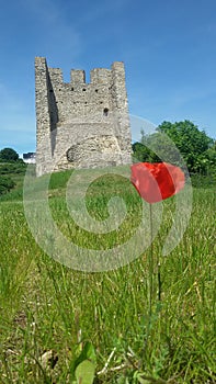 Red poppy and an antique ruine
