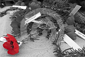 Red poppy anzac day remembrance day photo