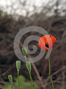 Red poppy with a bee and four poppy bolls