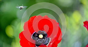 Red poppy and bee morning shot in nature