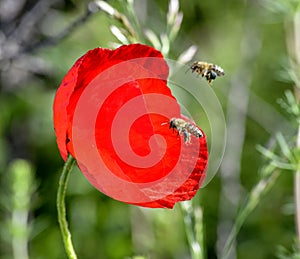 Red poppy and bee morning shot in nature