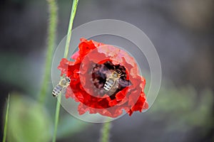 Red poppy and bee morning shot in nature