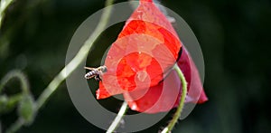 Red poppy and bee morning shot in nature