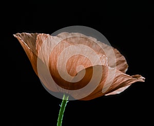 Red Poppy with black background