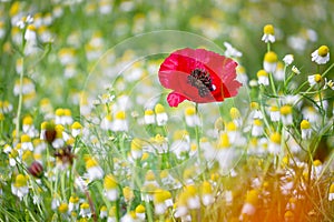 A red poppy blooming on daisy field and green grass in sunny summer day, landscape of wild flowers in springtime, beautiful