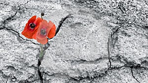 Red poppy blooms in a dried field. Papaver rhoeas