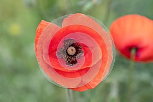 Red poppy blooms on the field as a symbol on the Day of Remembrance of those killed in the First and Second World Wars.